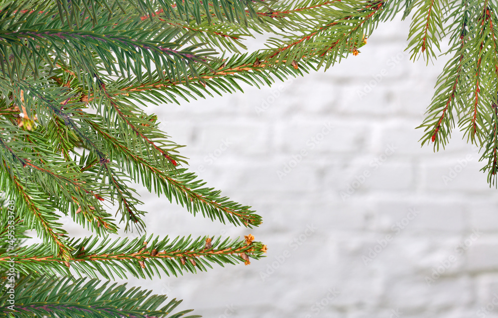 fir tree dense branches on white briks background