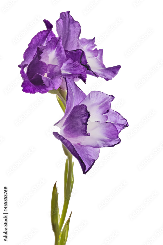 single gladiolus with lilac three blooms flower