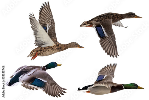 Photographie four mallard ducks on white in flight