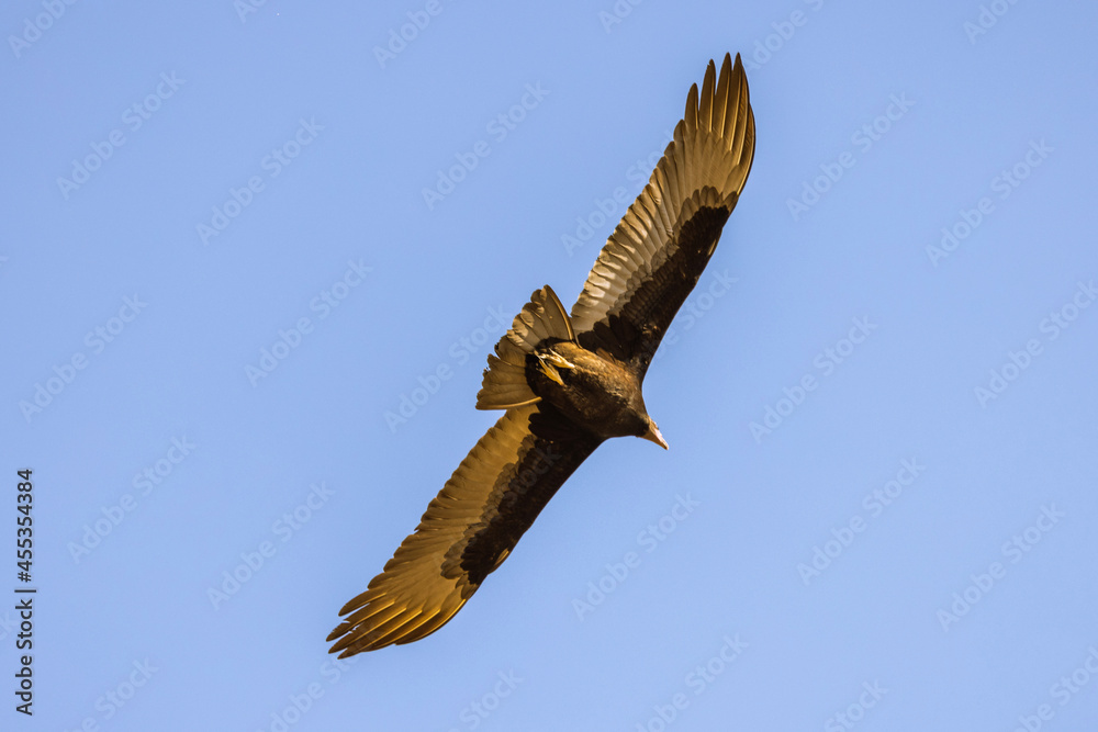 Obraz premium eagle in flight