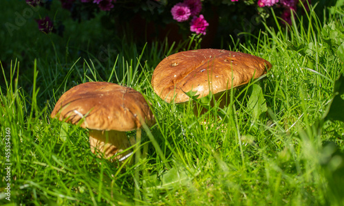 Boletus Edulis. Edible White Mushrooms Boletus Edulis In Green Grass In Forest Close Up. Delicate Mushrooms.