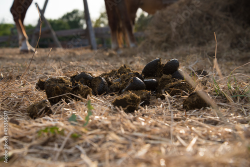 Heap of horse dung close up. In the background, a horse in the rays of the sunset