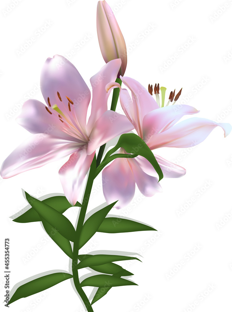 Fototapeta premium two blooms isolated lily pink flower on white