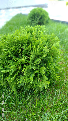 beautiful thuja Danica in the garden