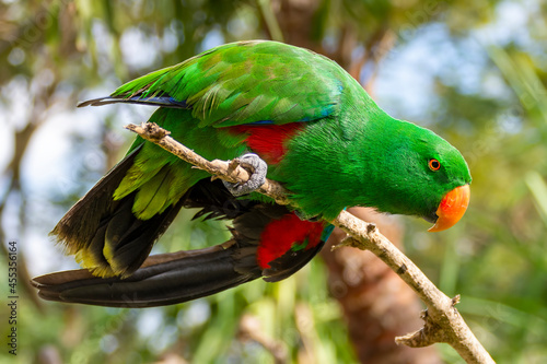 Close-up of a male eclectus parrot in a tree, Australia photo