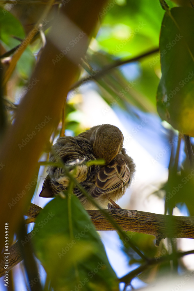 female Asian house Sparrow wild life animal outdoor bird watching nature finches on tree leaf blue sky plants female Asian house Sparrow wild life animal outdoor bird watching nature finches on tree leaf blue sky plants
