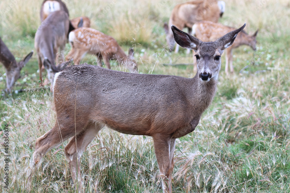 Side profile of a female mule deer Side profile of a female mule deer