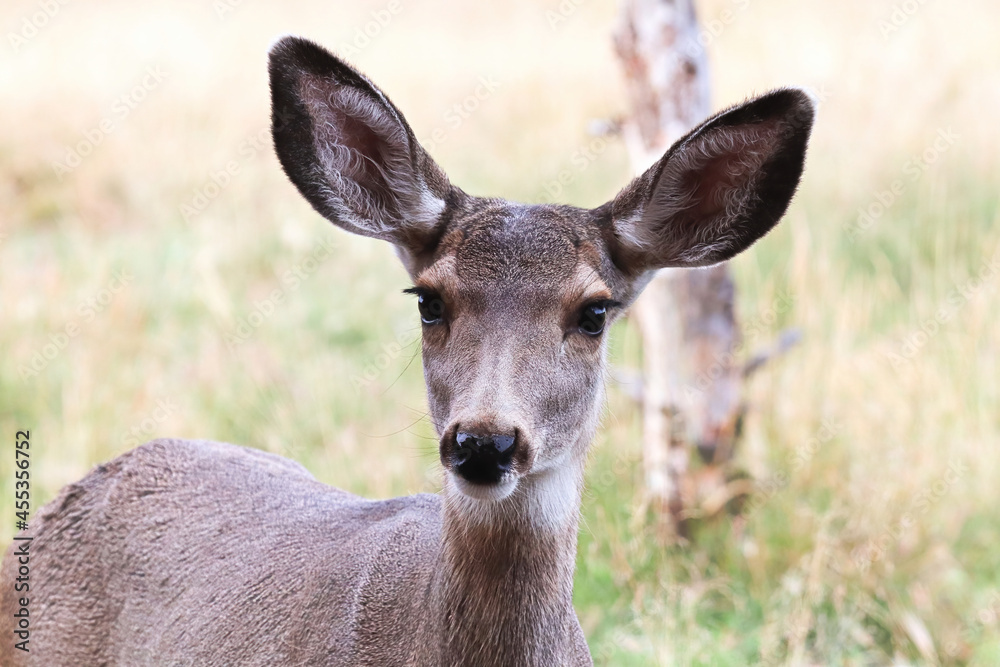 Closeup of a female mule deer head
