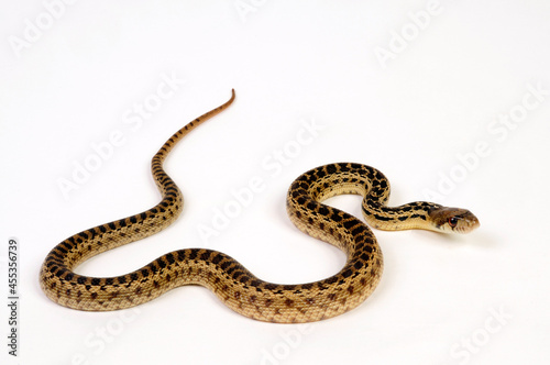 Bullennatter, Kiefernnatter // Pine snake (Pituophis melanoleucus)