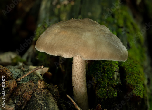 Detailed close up of light brown dome shaped wild mushroom in a forest setting with dead leaves and green moss. 