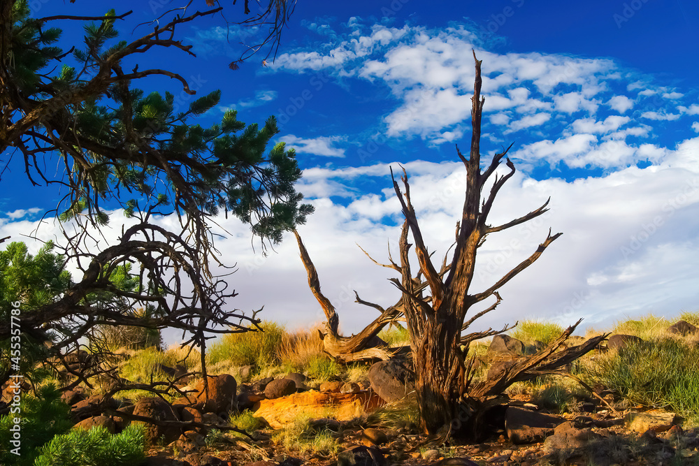 View on tree with bare branches and green pine tree on yellow dry grass at cliff above white clouds and blue summer sky - Grand Canyon, Arizona View on tree with bare branches and green pine tree on yellow dry grass at cliff above white clouds and blue summer sky - Grand Canyon, Arizona