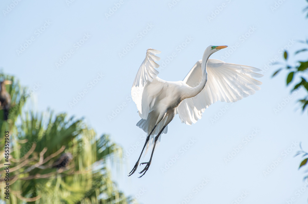 Egret, Graceful flight of a beautiful heron in Brazil. Selective focus. Egret, Graceful flight of a beautiful heron in Brazil. Selective focus.