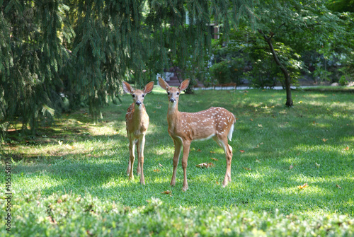 Two young doe's deer in the woods