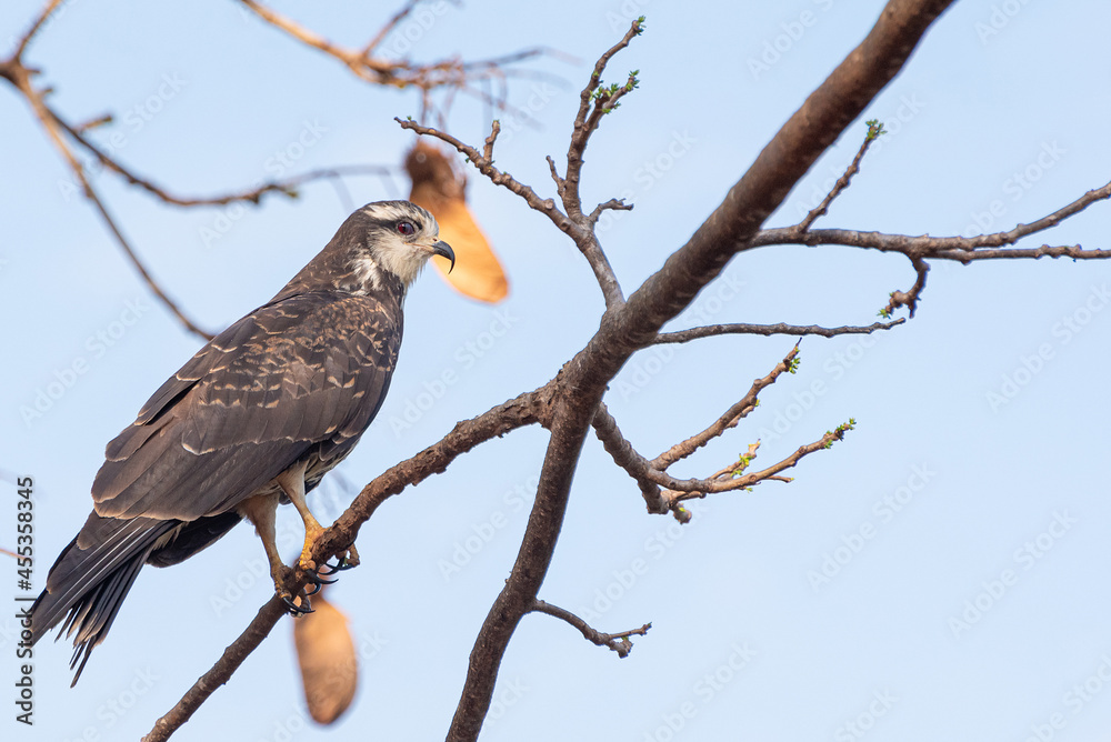 Snail Hawk sitting on a branch. Selective focus. Snail Hawk sitting on a branch. Selective focus.