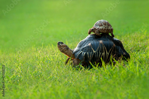 Fotografie Baby tortoise on top of a turtle in a garden, Indonesia