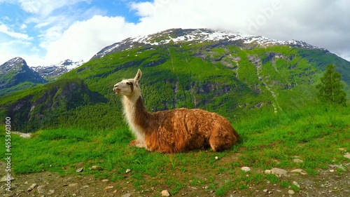 Llama in the Mountains © varina