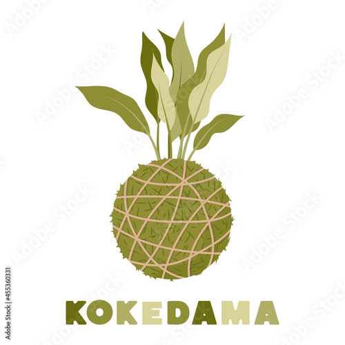 Kokedama japanese moss ball plant. Gardening at home. Vector illustration.