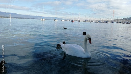 Swan in the lake swims in good weather, Geneva, Switzerland