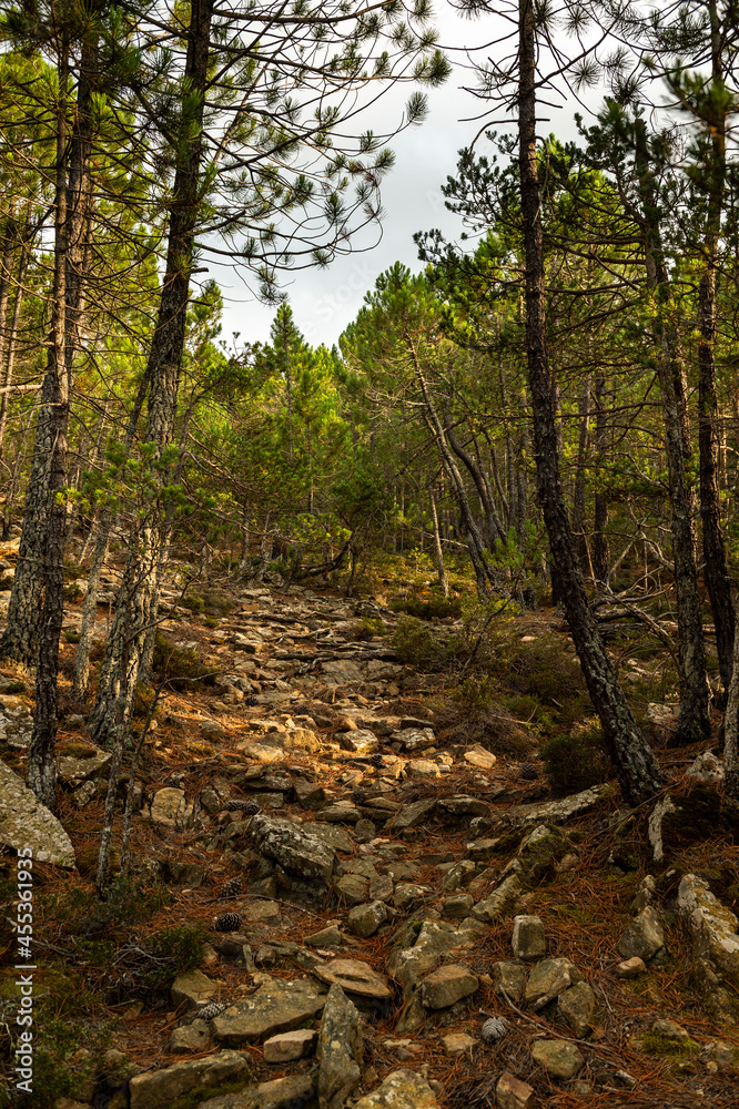 stone path in the middle of the trees in the mountain