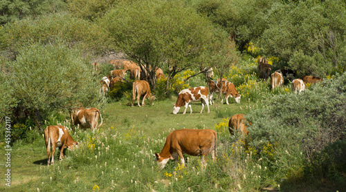 Fototapeta Naklejka Na Ścianę i Meble -  Cows in the grassland between the trees