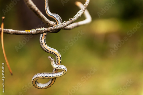 small snake hanging on a tree branch