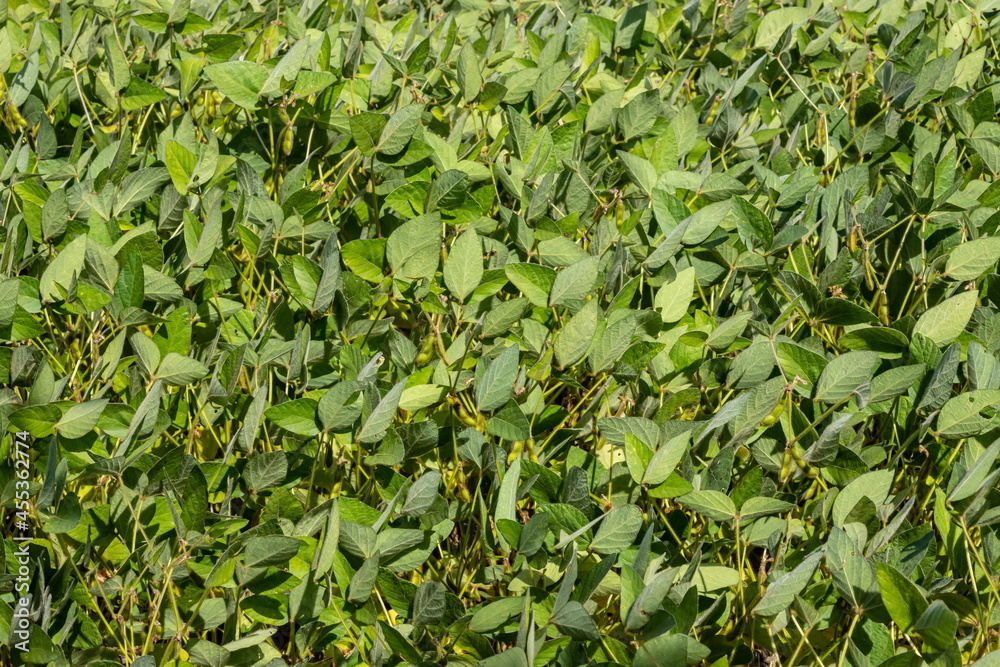 Soybean pods on soybean plantation, on blue sky background, close up. Soy plant