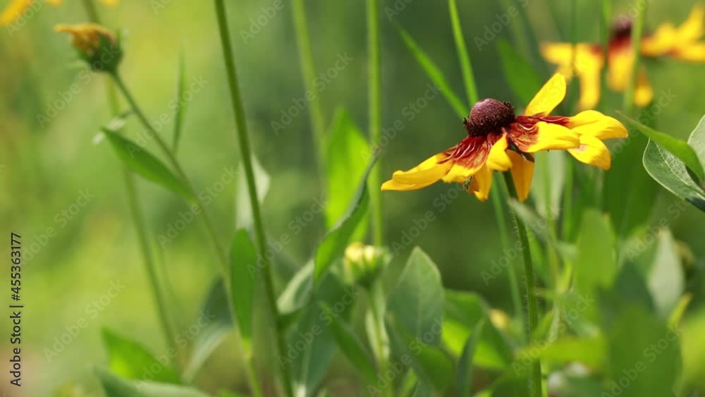 Yellow flowers grow in the garden. Sunny weather. Light wind.
Yellow flowers grow in the garden. Sunny weather. Light wind.