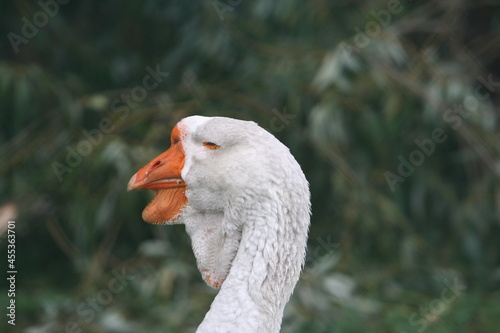 portrait of a white goose