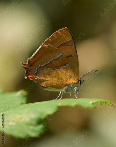 Brown Hairstreak Butterfly © Kate