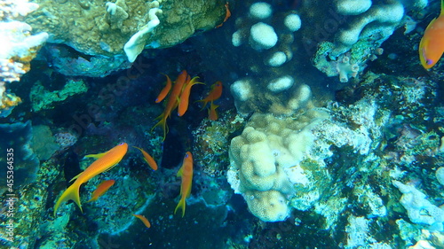 Sea goldie or orange basslet, lyretail coralfish, lyretail anthias (Pseudanthias squamipinnis) undersea, Red Sea, Egypt, Sinai, Ras Mohammad national park photo