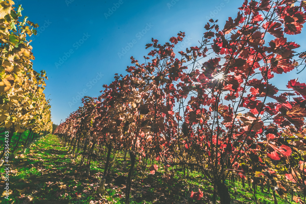 Fototapeta premium autumn in colorful vineyard in sunny afternoon