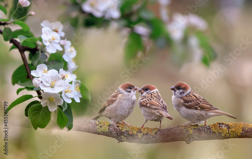 three funny sparrow bird chicks are sitting in a spring blooming garden