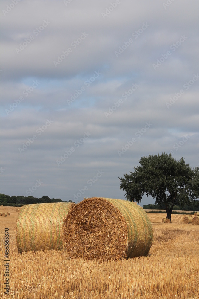 Hay bales in the field on a hot British summers day with blue clouds in the sky near Wakefield west Yorkshire 