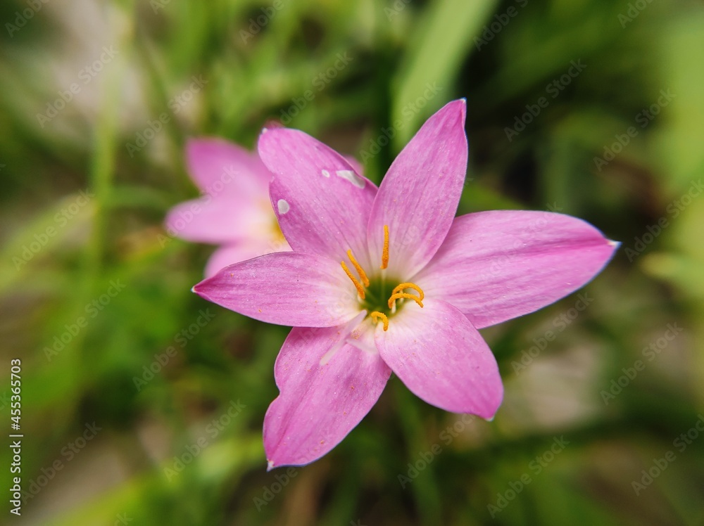 close up of pink flower