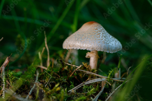 lose up of a small mushroom with a white cap