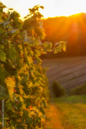 Beautiful sunrise at vineyards near  Faenza, Italy.