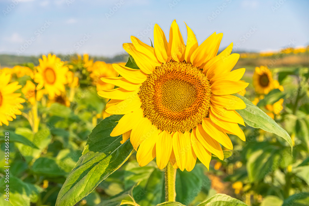 Fleurs de tournesols dans un champs avec la lumière du soleil.	