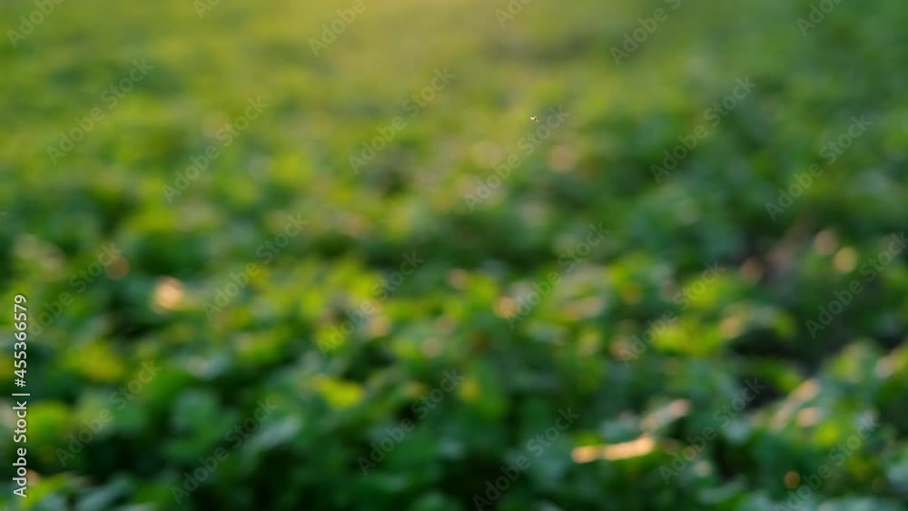 beautiful green young rapeseed plants in the rays of the setting sun, the plants are planted before winter, the concept of growing agricultural crops beautiful green young rapeseed plants in the rays of the setting sun, the plants are planted before winter, the concept of growing agricultural crops