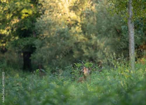 Red deer roaring in forest © Budimir Jevtic