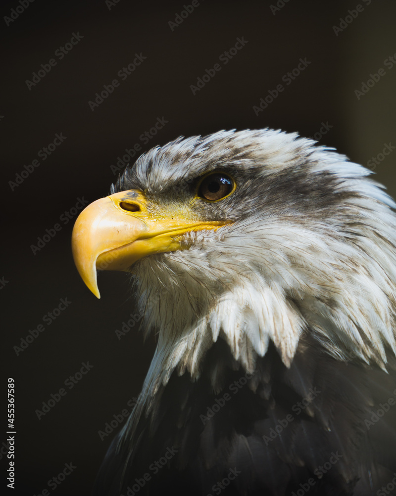 Fototapeta premium american bald eagle