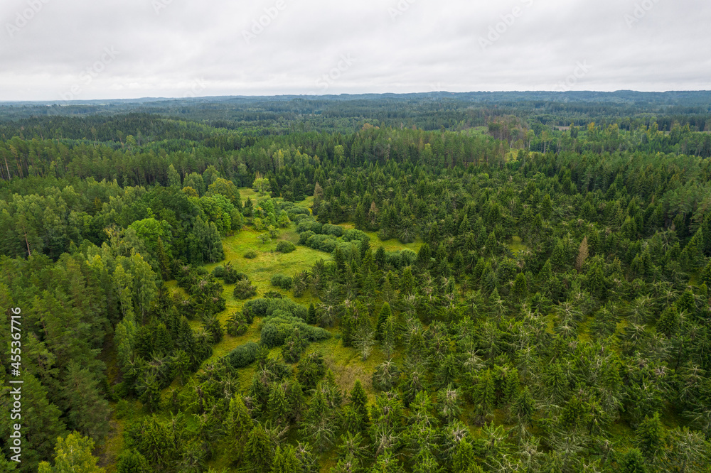 Aerial view from drone on bogs, withered grey trees, gallant pine and birch forests in different colors such as light, dark green, emerald, yellow