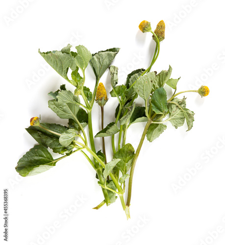 Bredes mafane (Acmella oleracea), edible leaves for Creole cuisine