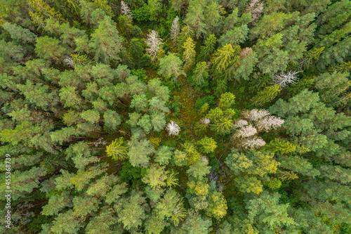 Directly above aerial drone full frame shot of pine forests and birch groves in different amazing green colors with beautiful texture of treetops © Defree