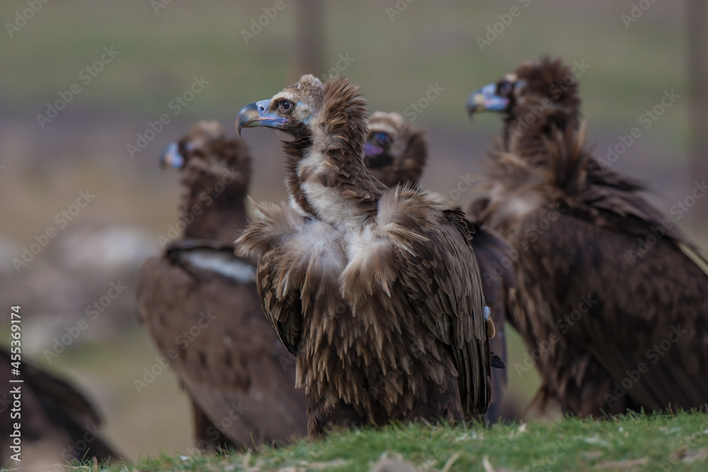 Fototapeta premium Cinereous Vulture (Aegypius monachus) perched on grass, standing in group.
