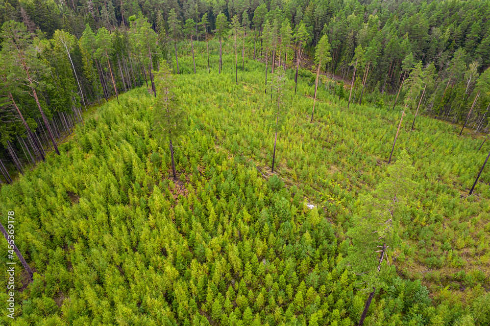 Directly above aerial drone full frame shot of pine forests and birch groves in different amazing green colors with beautiful texture of treetops Directly above aerial drone full frame shot of pine forests and birch groves in different amazing green colors with beautiful texture of treetops