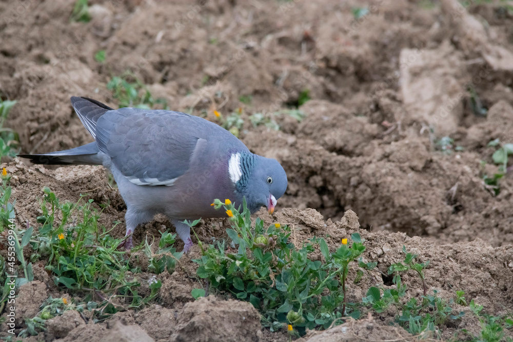 Fototapeta premium pigeon on the ground