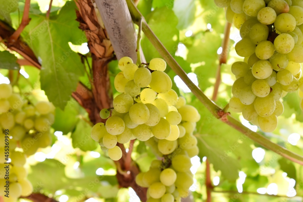 bunch of grapes bunch of grapes