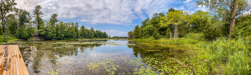 reeds on the lake