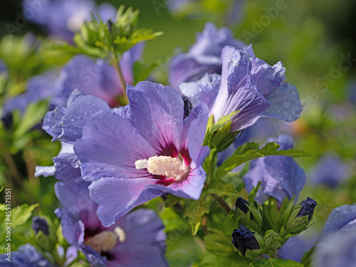 Blau blühender Hibiskus, Hibiscus, Nahaufnahme photo