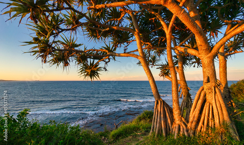 Pandanus tree by ocean at sunset, Moffat Beach Headland, Queensland, Australia photo